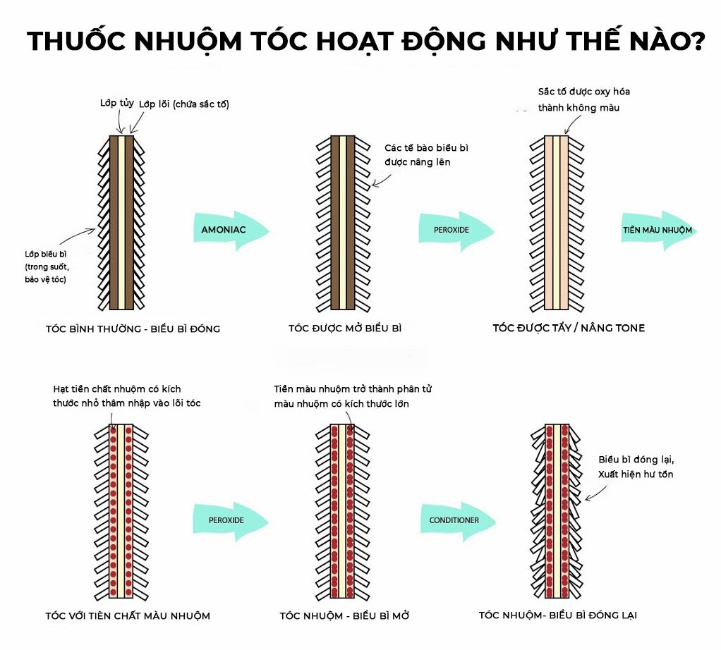 cấu trúc sợi tóc và tác động của thuốc nhuộm lên lớp biểu bì cuticle cortex