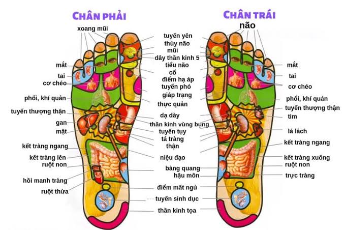 bản đồ huyệt đạo lòng bàn chân foot reflexology sơ đồ các điểm huyệt massage foot